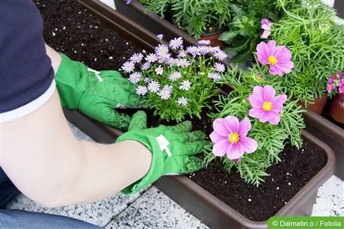 Instructions et idées pour planter des bacs de balcon