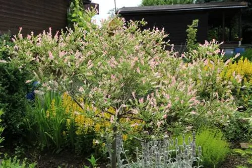 Japanese ornamental willow, harlequin willow - pangangalaga at pagputol