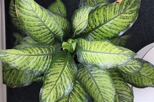 Dieffenbachia, Dieffenbachia – Ültetés, gondozás és szaporítás