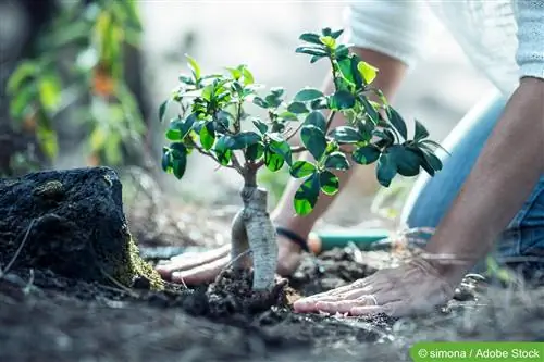 Menanam bonsai dengan benar – begini cara kerjanya