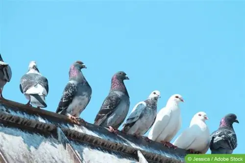 Molti piccioni si siedono sul tetto