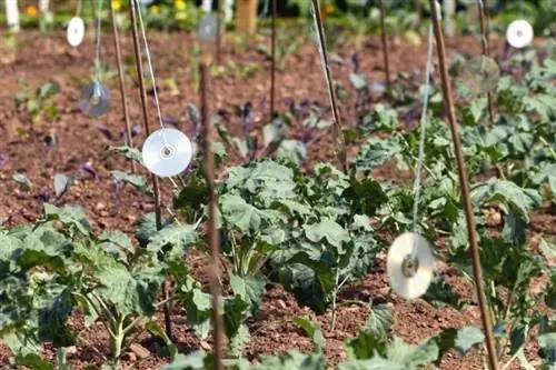 CDs como dissuasor de pombos na horta