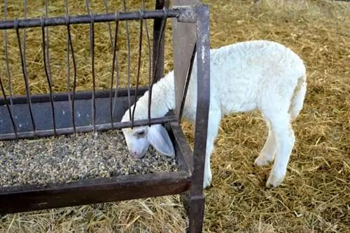 Oaia tânără mănâncă din grajd