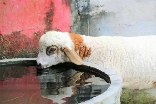 Ovelhas jovens bebem água do cocho