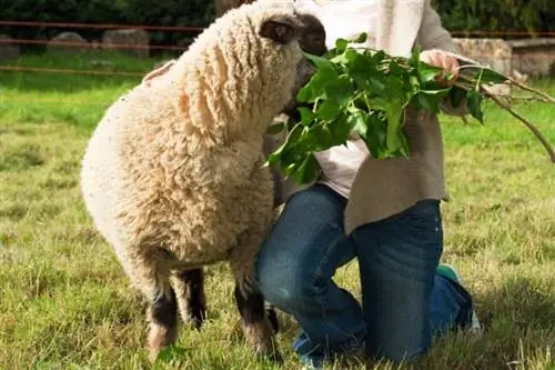 A moça alimenta ovelhas com folhas e galhos de uma árvore de folha caduca