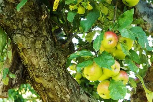 Cura degli alberi da frutto durante tutto l'anno