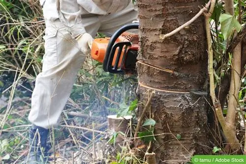 Pekerjaan penebangan pohon - biaya, harga dan peraturan