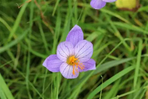 Kuzgi krokus - Colchicum autumnale