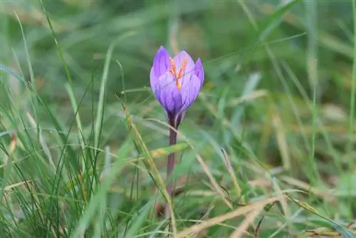 Sügiskrookus – Colchicum autumnale