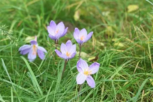 शरदकालीन क्रोकस - पौधे & देखभाल - जंगली लहसुन से अंतर