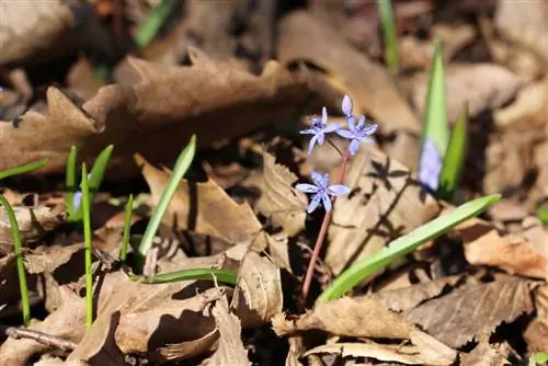 Squill augalai - priežiūra