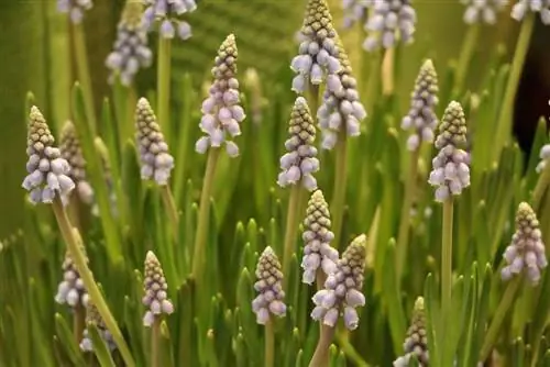 Vīnogu hiacintes - Muscari