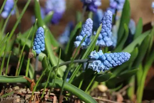 Vīnogu hiacintes - Muscari