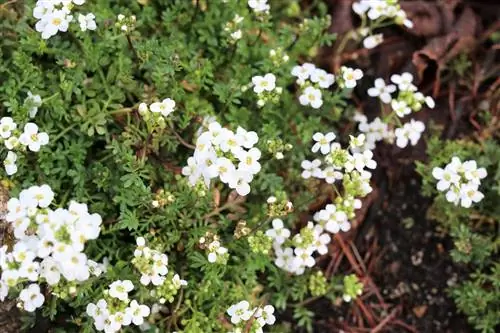 Saxifrage - pagtatanim at pangangalaga