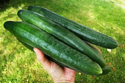 Pag-aani at pag-iimbak ng mga pipino nang tama: mga tagubilin