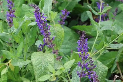 Sherebelë zbukuruese - Salvia nemorosa - sherebelë stepë