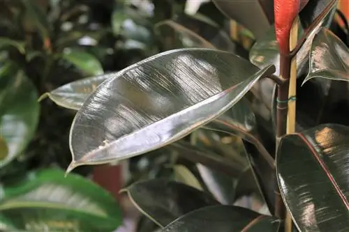 Ficus elastica - varietats, ubicació i consells de cura