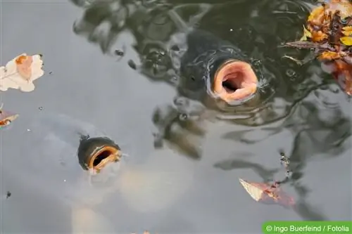 Vis wat na lug snak - wat om te doen?