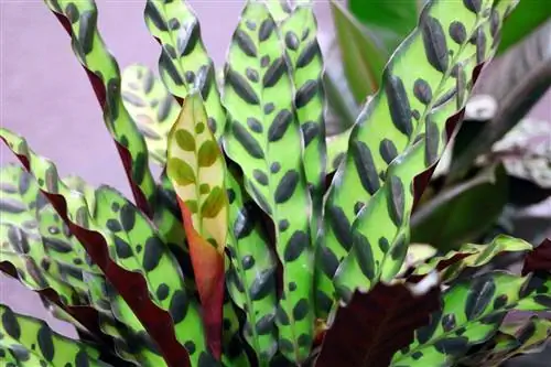 سبد مارانته - Calathea lancifolia