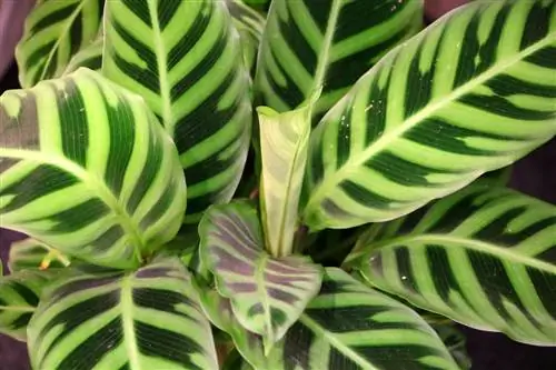 ตะกร้า Marante - Calathea makoyana