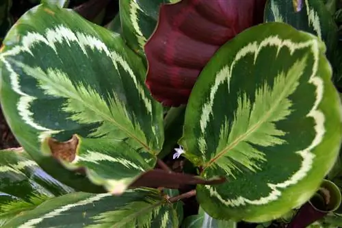 Košík Marante - medailon Calathea