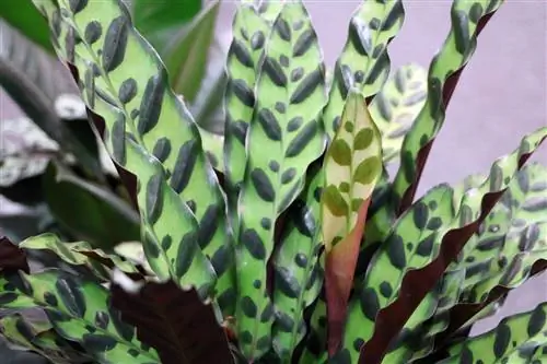 ตะกร้า Marante - Calathea rufibarba