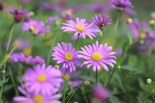 Sinised karikakrad, Brachyscome iberidifolia - Care & Talvivad