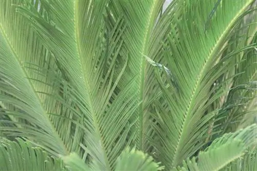 Sagopalm, cycad - onderhoudsinstructies