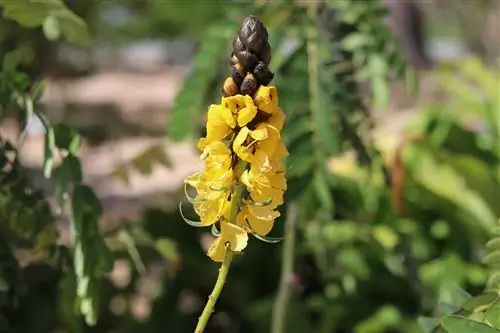 মোমবাতি গুল্ম, Senna didymobotrya - যত্ন এবং overwintering