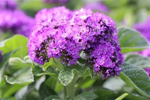 פרח וניל, Heliotropium arborescens - שתילה, טיפול & חתך