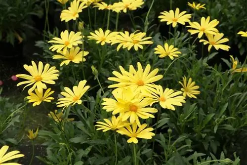 Cape basket, Cape daisy, Osteospermum - Pangangalaga & Overwintering