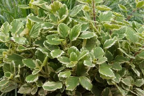 Frankincense plant, Plectranthus coleoides - Frankincense care