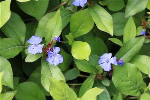 Leadwort azul, Ceratostigma plumbaginoides - dicas de cuidados