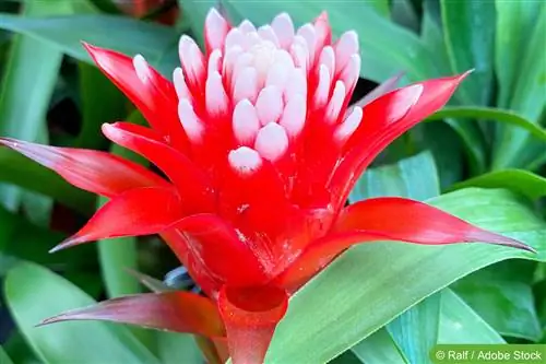 Guzmania, Guzmania - hoito ja levitys