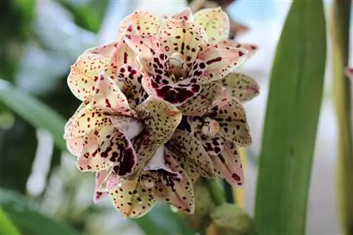 Cymbidium orkideer - stell og ompotting, typer