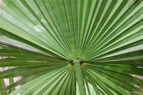 Washington robusta - Mexican Washington palm