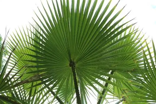 The fan palm - planting, care and overwintering