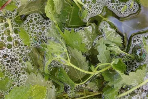 Nettle decoction