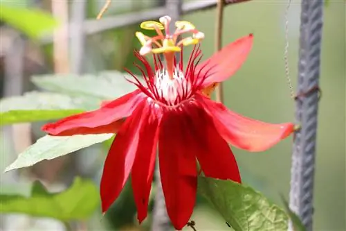 Passionflower - location and care instructions