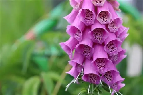 Giftige blomme in die tuin - gevaar vir katte, honde & Co