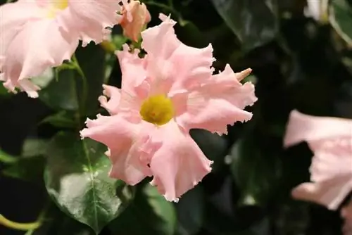 Mandevilla - pag-aalaga, pagpapalaganap at overwintering