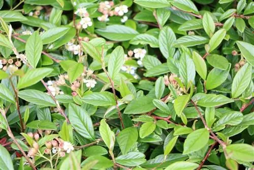 Cotoneaster