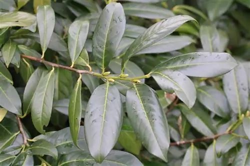 Le laurier cerise est-il toxique - plante et baies ?