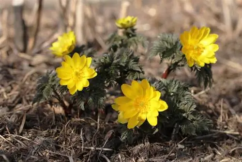 Amur Adonis floret, Adonis amurensis