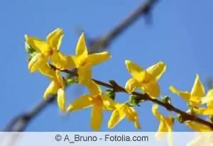 Flowering hedge plants - varieties and plants