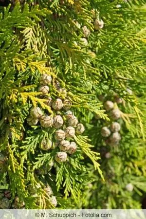 Thuja