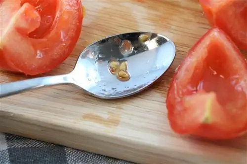 Make your own tomato seeds - tips for collecting seeds