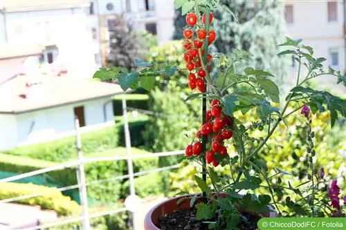 Balkontomaten - teelt, planten en verzorging