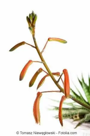 Aloe cvijet