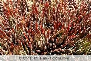 Tigeraloe, Aloe variegata - pleie og overvintring